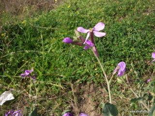 lle del Simeto-24-02-2013 10-50-01